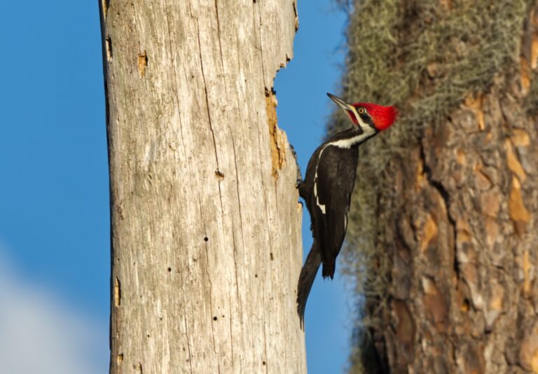 Pileated Woodpecker At Ocala Wetland Recharge Park