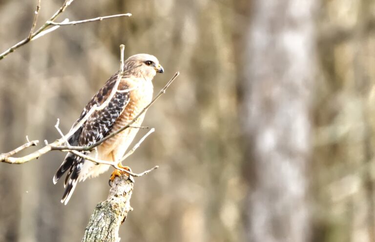 Red-Shouldered Hawk Fishing At Silver Springs State Park