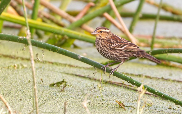 Female Red-Winged Blackbird At Ocala Recharge Park