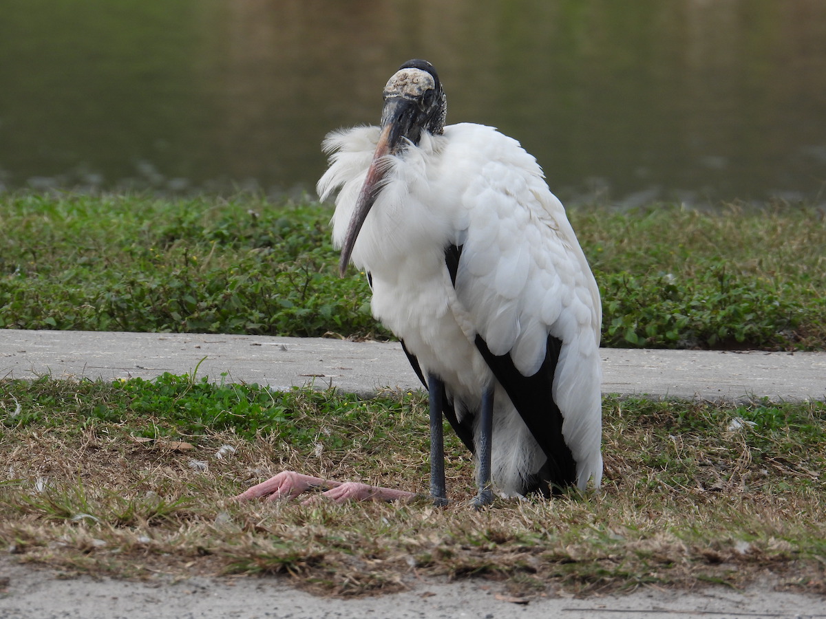 Wood Stork Resting At Tuscawilla Park