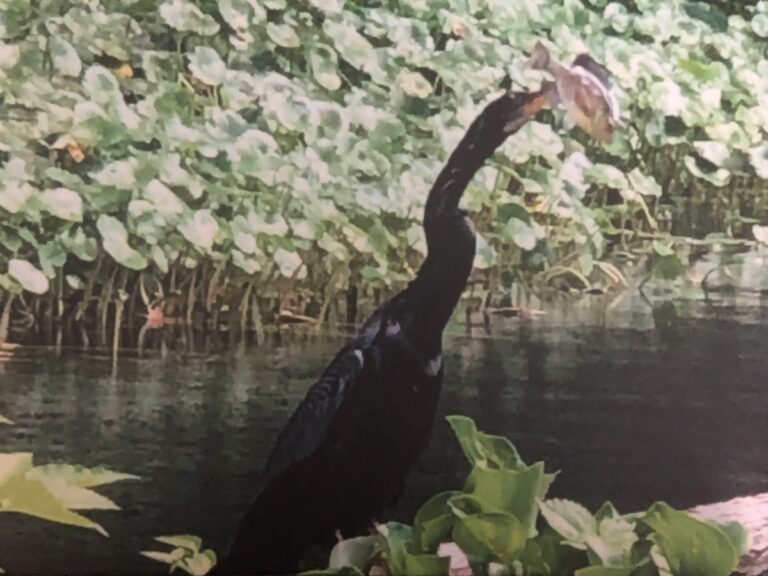 Black Heron Catching A Fish At Silver Springs State Park