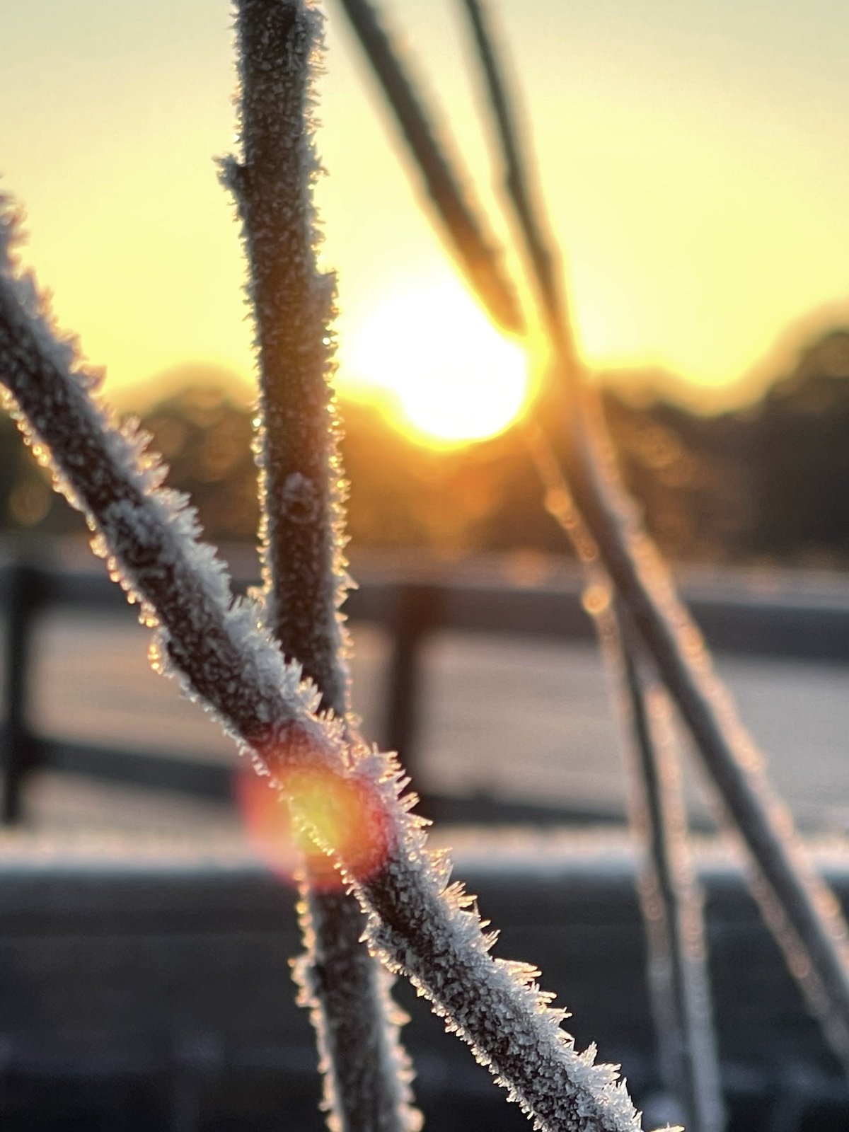 Chilly Sunrise In Ocala Chilly Sunrise In Ocala