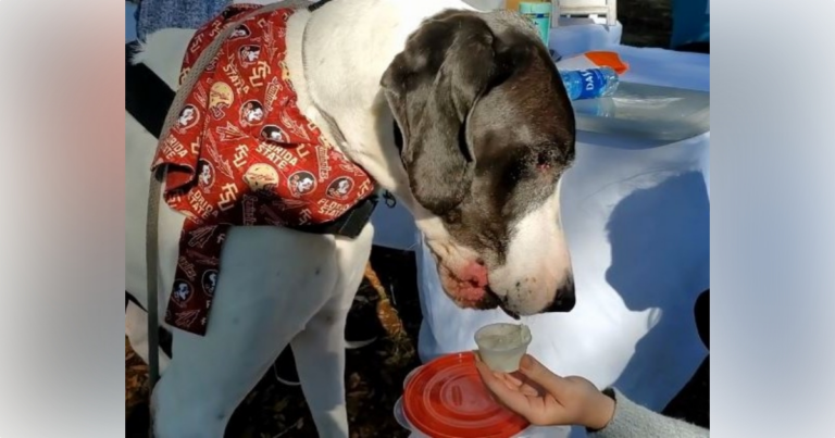 Letty Towles Dog Park hosting dog themed ice cream event this weekend