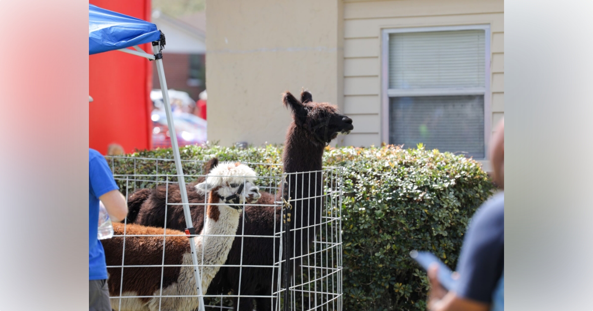 2022 Habitat Ocala Strawberry Festival draws large crowd 2022 Habitat Ocala Strawberry Festival draws large crowd