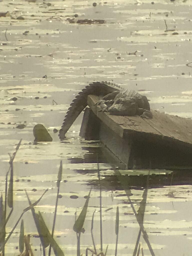 Alligator At Rainbow Lakes Estates In Dunnellon