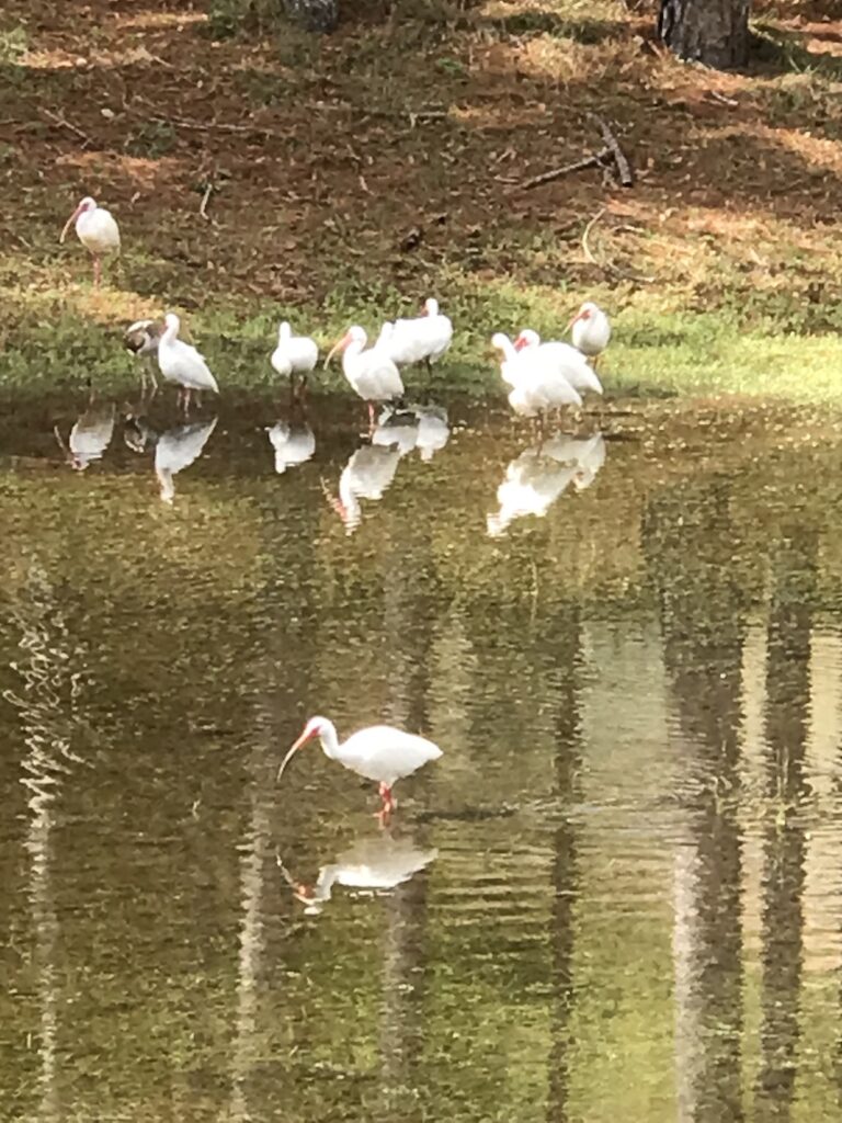 Birds Gathered By Water At On Top Of The World Community In Ocala