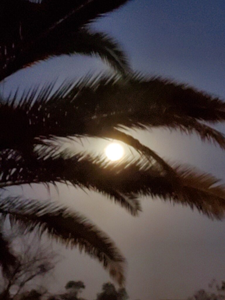Full Moon Behind Palm Tree In Ocala's Summerglen Community
