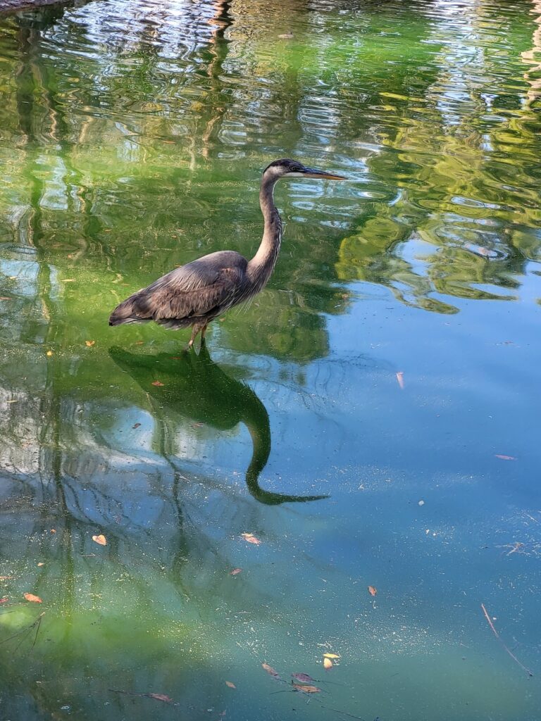 Great Blue Heron In Water At Sholom Park In Ocala