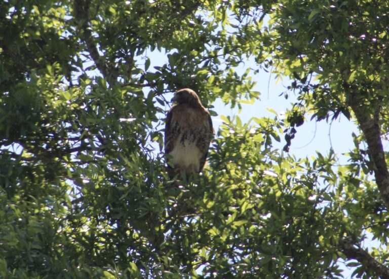 Hawk In Tree In Southeast Ocala