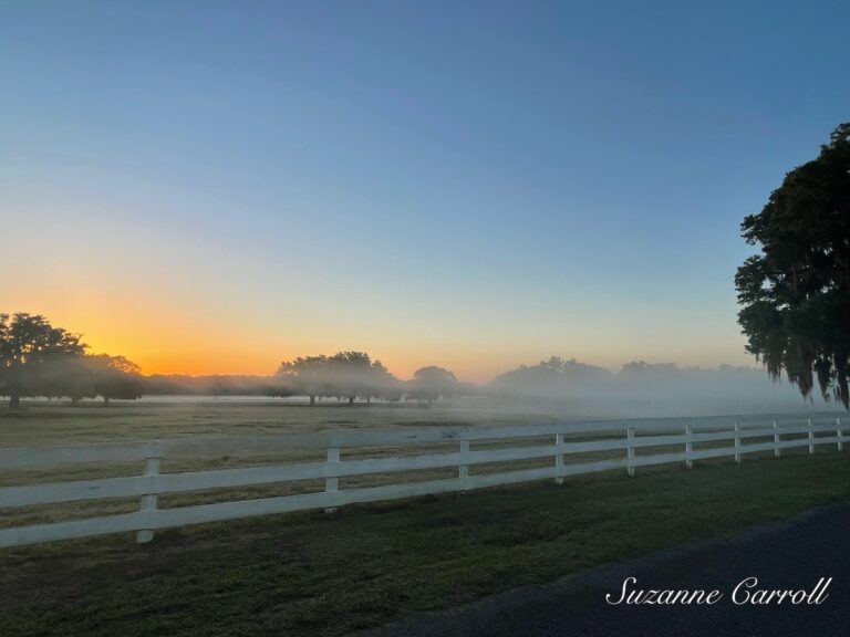 Morning Mist At CrownView Dressage In Ocala