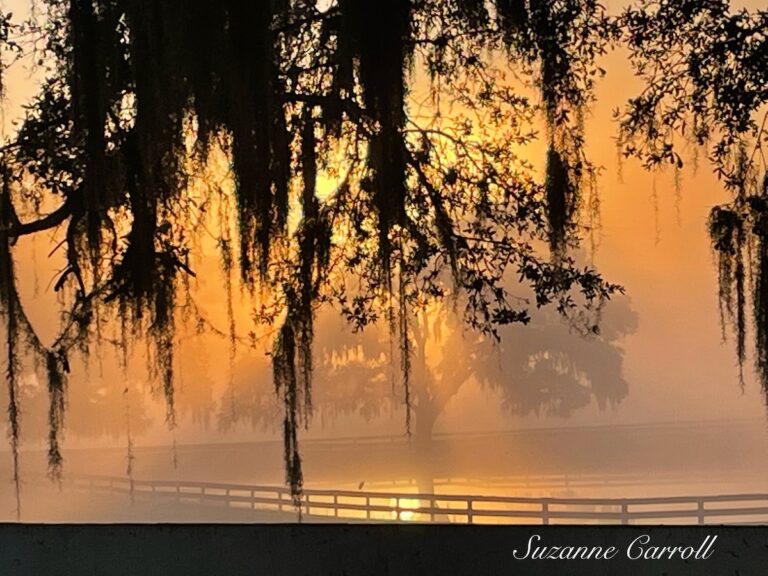 Morning Reflection On Water At CrownView Dressage In Ocala