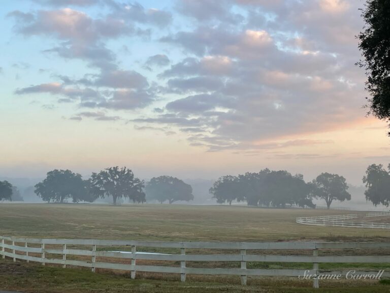 Peaceful Morning At CrownView Dressage In Ocala