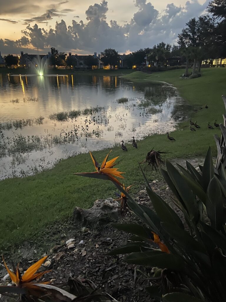 Sunset Over Water At Deerwood Village In Ocala