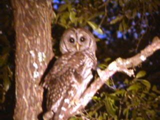 Barred Owl In Ocala National Forest