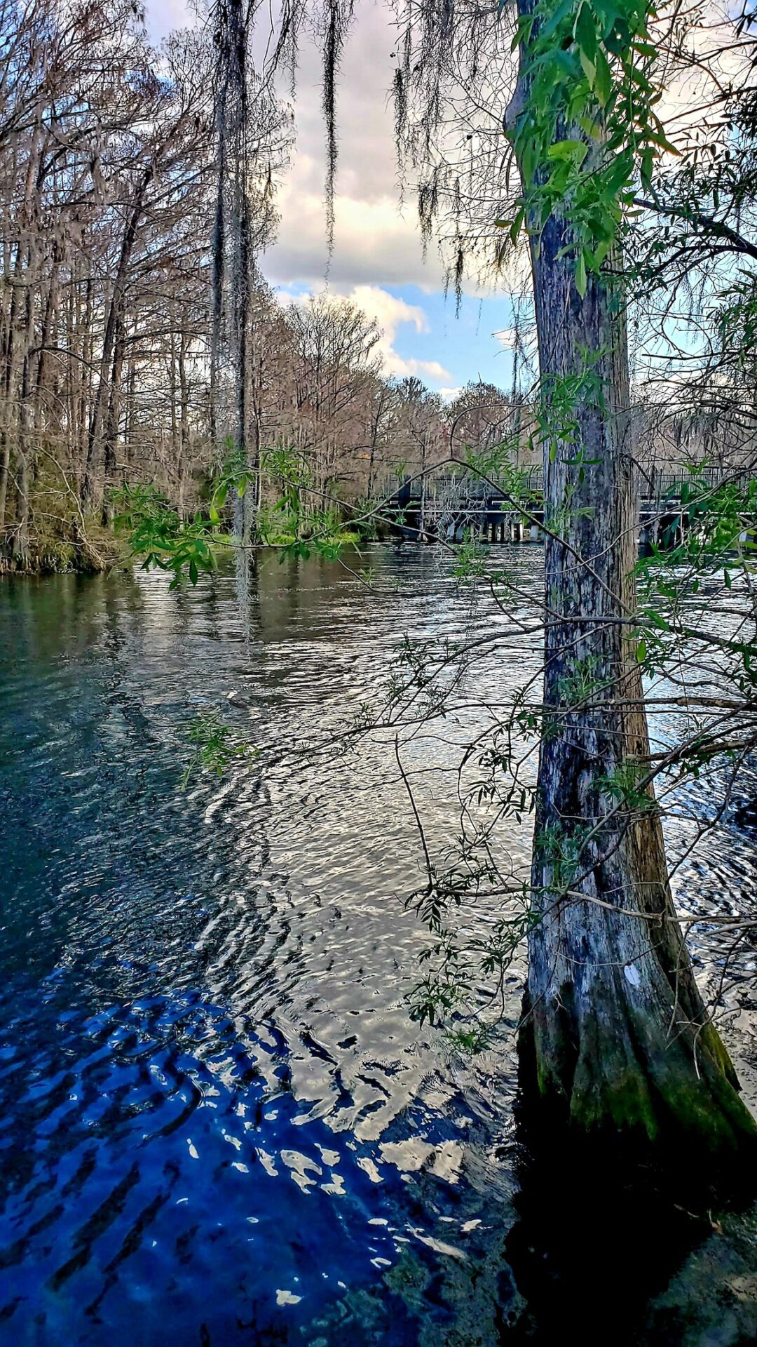 Beautiful View Of Rainbow River From Community Dock