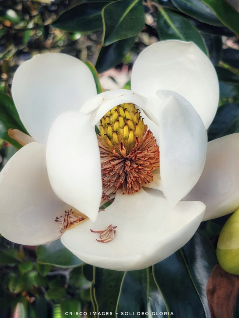Blooming Southern Magnolia In Ocala