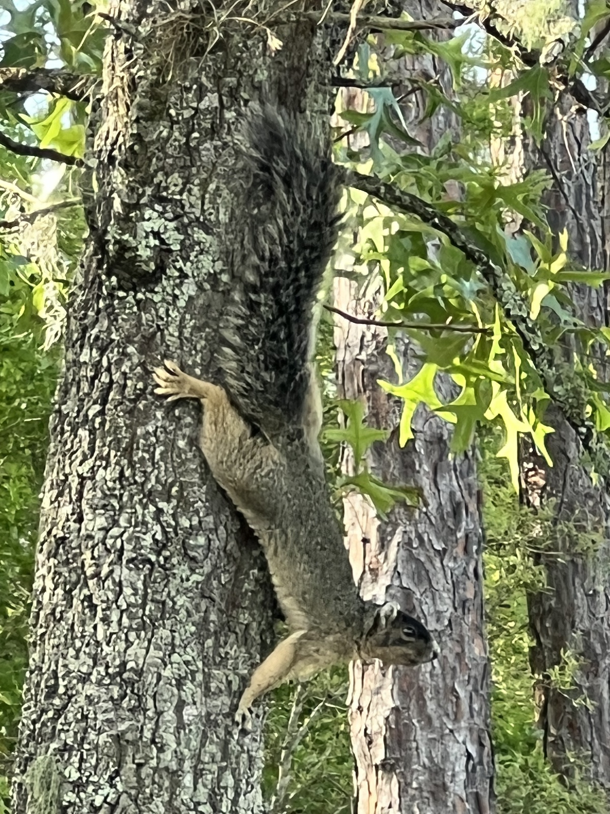 Fox Squirrel Enjoying Day In Northeast Marion County