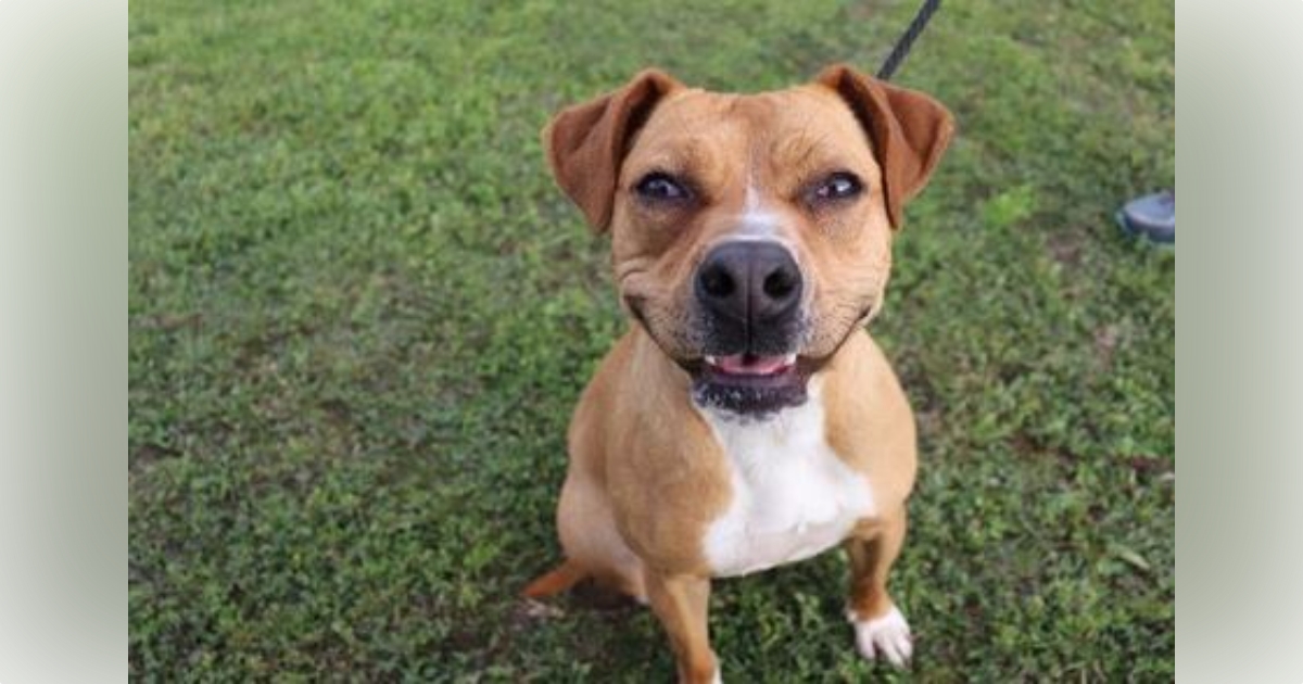 Marion County Animal Services reaches dog capacity adoption fees waived for remainder of April 1