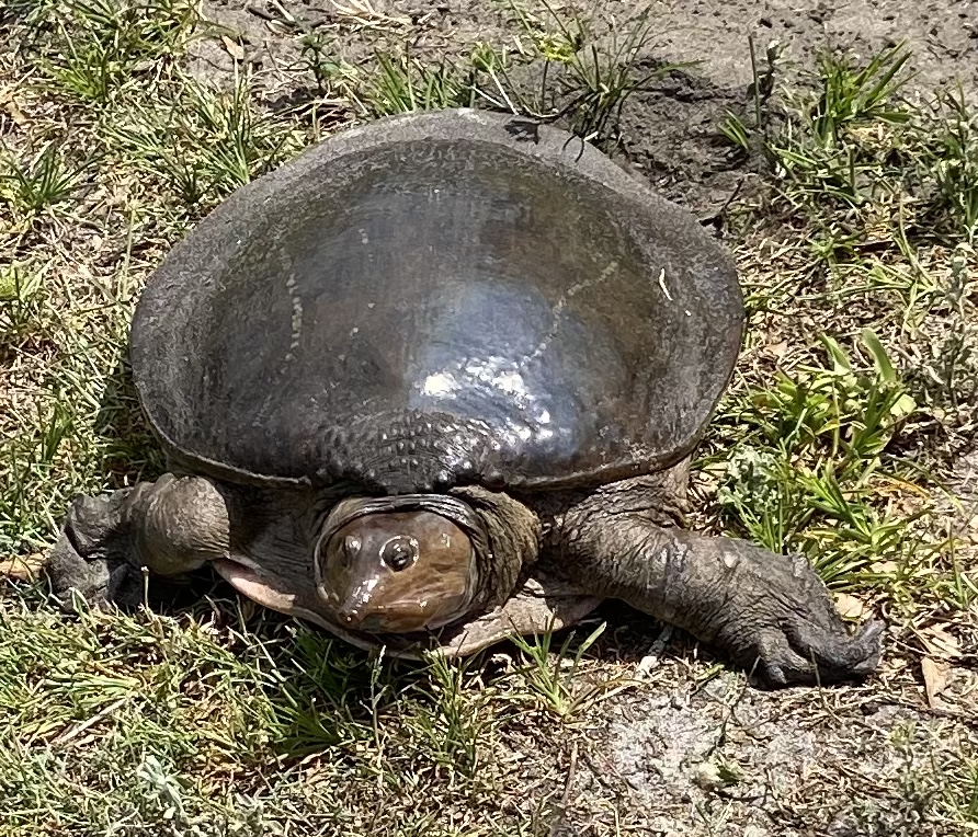 Softshell Turtle By Smith Lake In Belleview