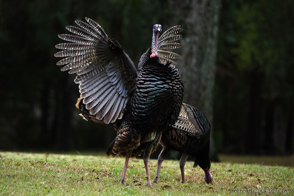 Wild Turkeys In Marion County