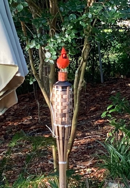 Beautiful Cardinal Stops By For A Visit In Ocala