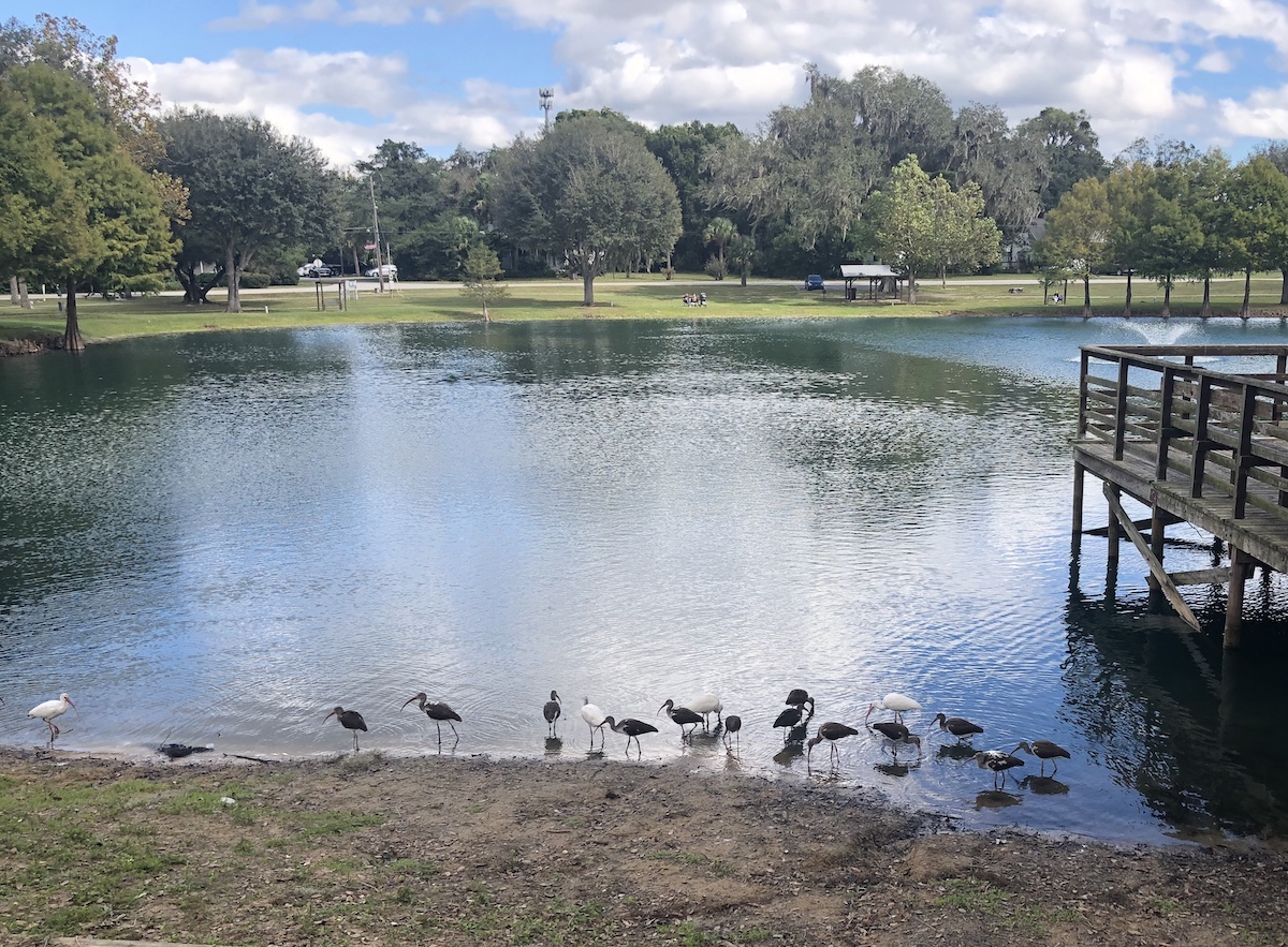 Bird Party At Lake Lillian In Belleview