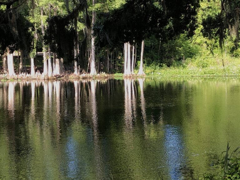 Cypress Trees Along The Withlacoochee River In Dunnellon