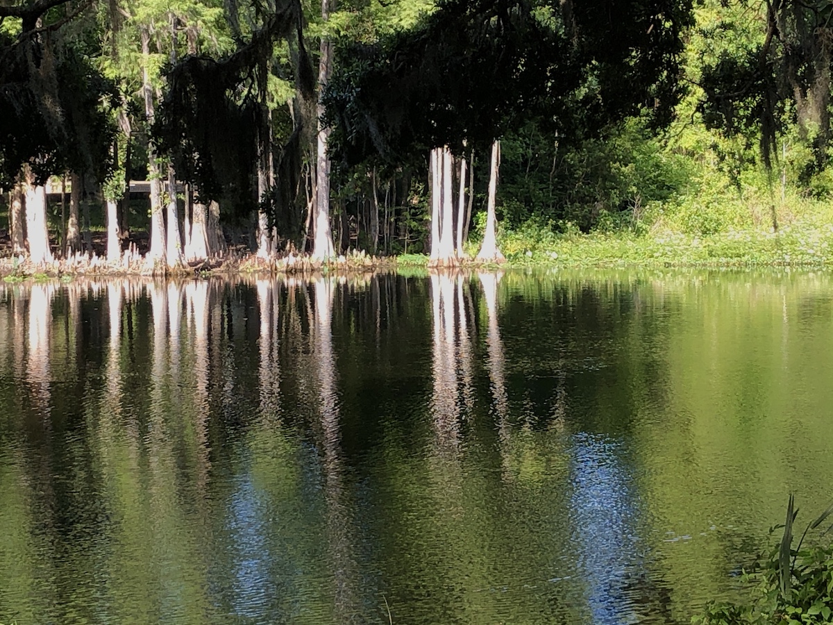 Cypress Trees Along The Withlacoochee River In Dunnellon