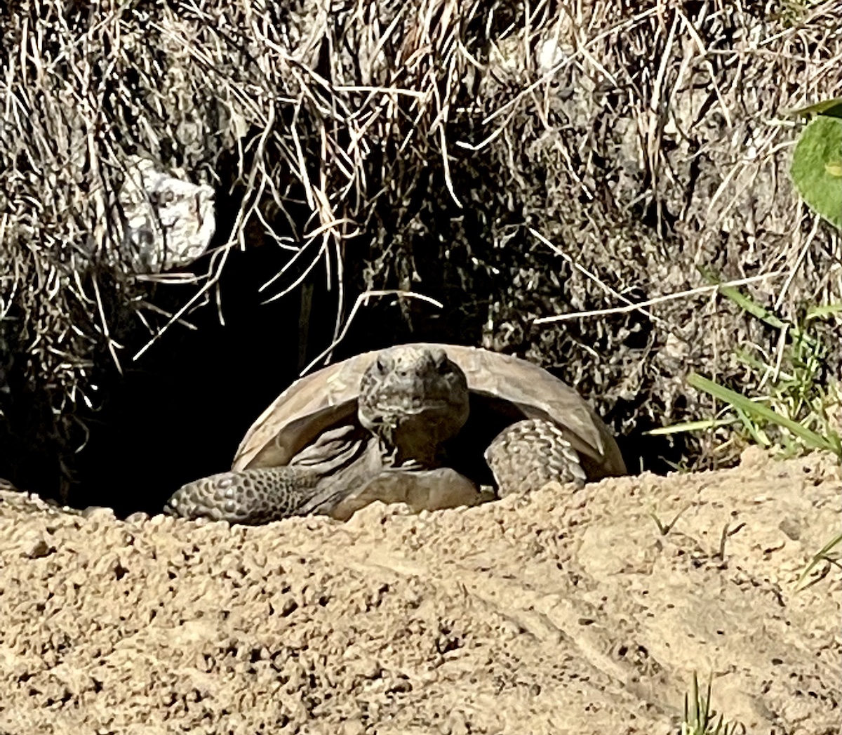 Gopher Tortoise On Withlacoochee State Trail