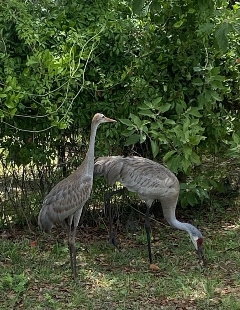 Gorgeous Sandhill Cranes In Beautiful Belleview