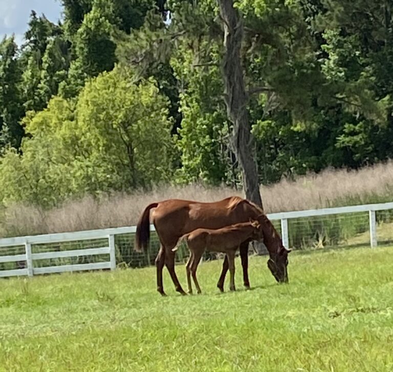 Mother Horse And Foal In Belleview Pasture