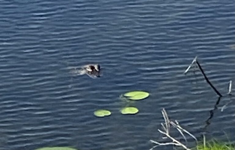 Small Alligator Swimming In Smith Lake In Belleview