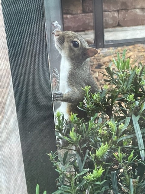 Squirrel Visiting Back Porch In Belleview