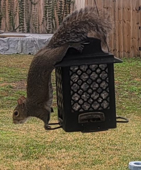 Squirrel Visits Feeder In Northeast Ocala Backyard