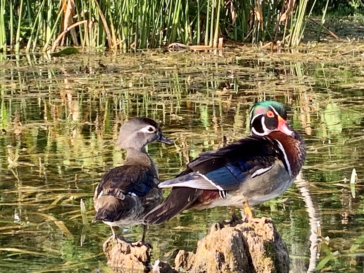 Wood Ducks At Silver Springs State Park