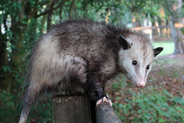 Young Possum On Fence In Western Marion County