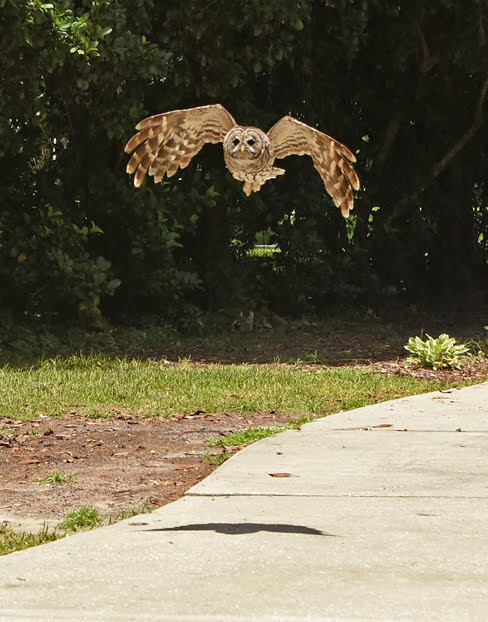 Barred Owl In Flight Over Driveway In Ocala