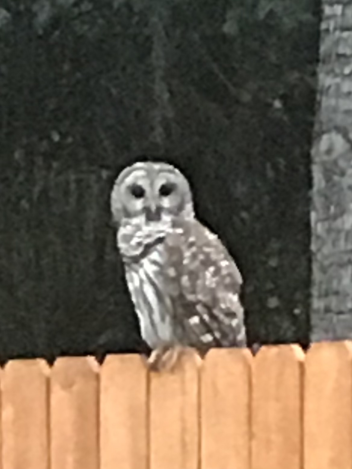 Barred Owl In Ocala Backyard