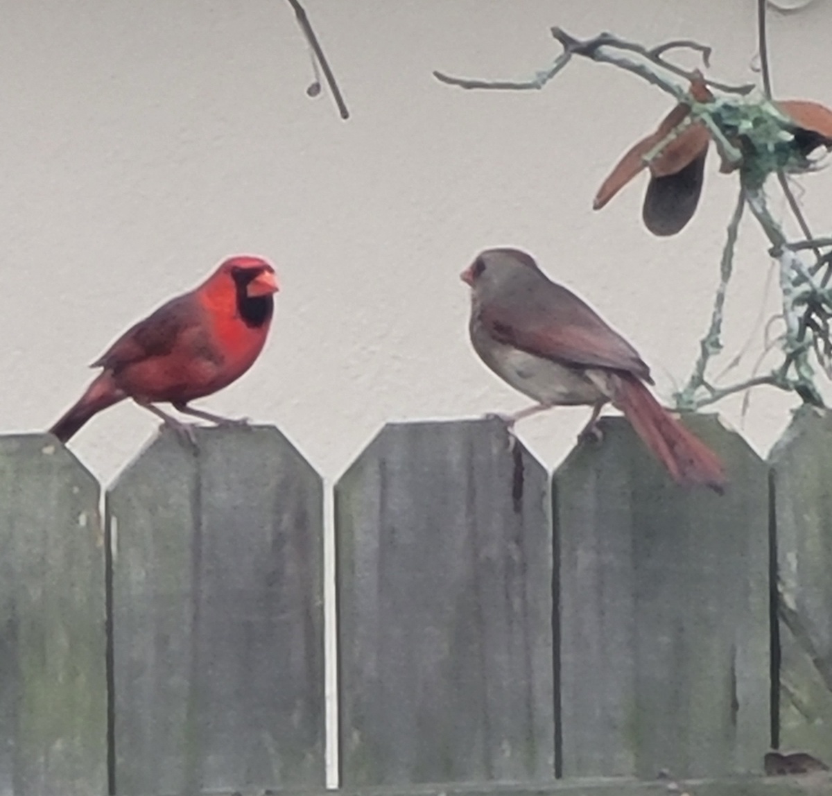 Male And Female Cardinals On Fence In Ocala