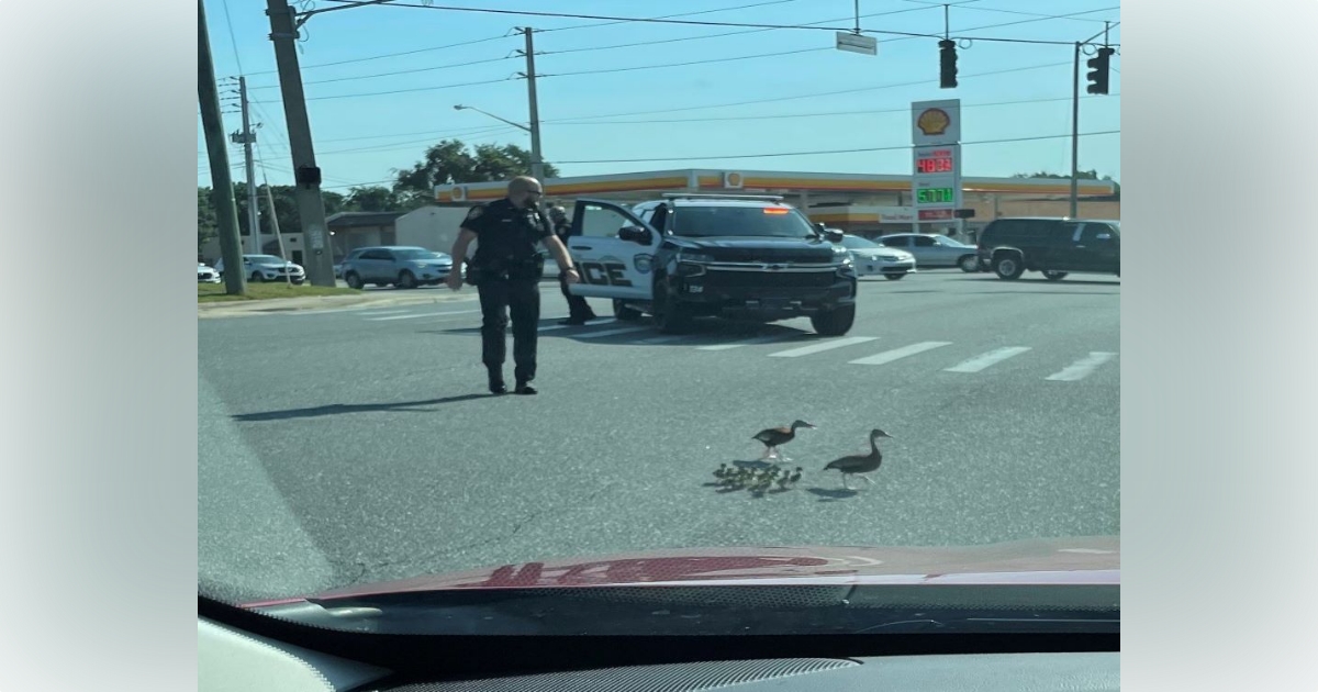 OPD officers help ducks safely cross SR 200