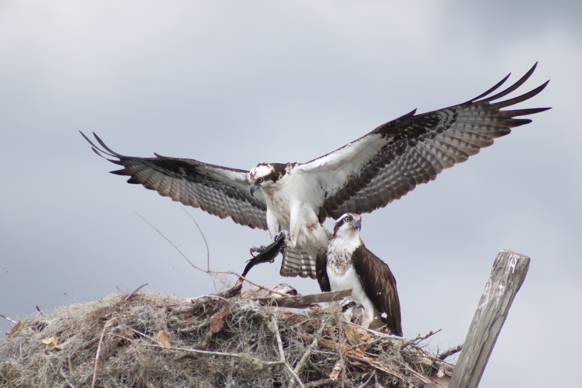 Osprey Family Dinner On Withlacoochee River
