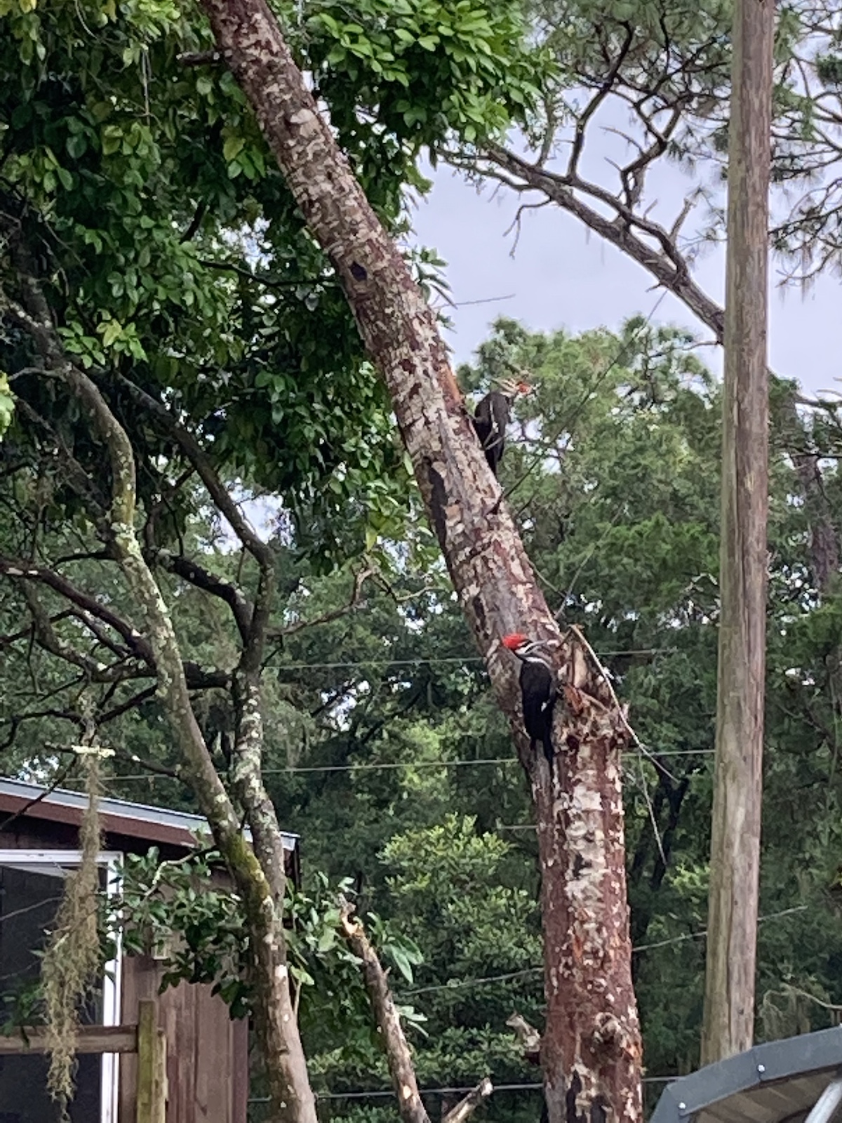 Pileated Woodpeckers Working Away In Dunnellon