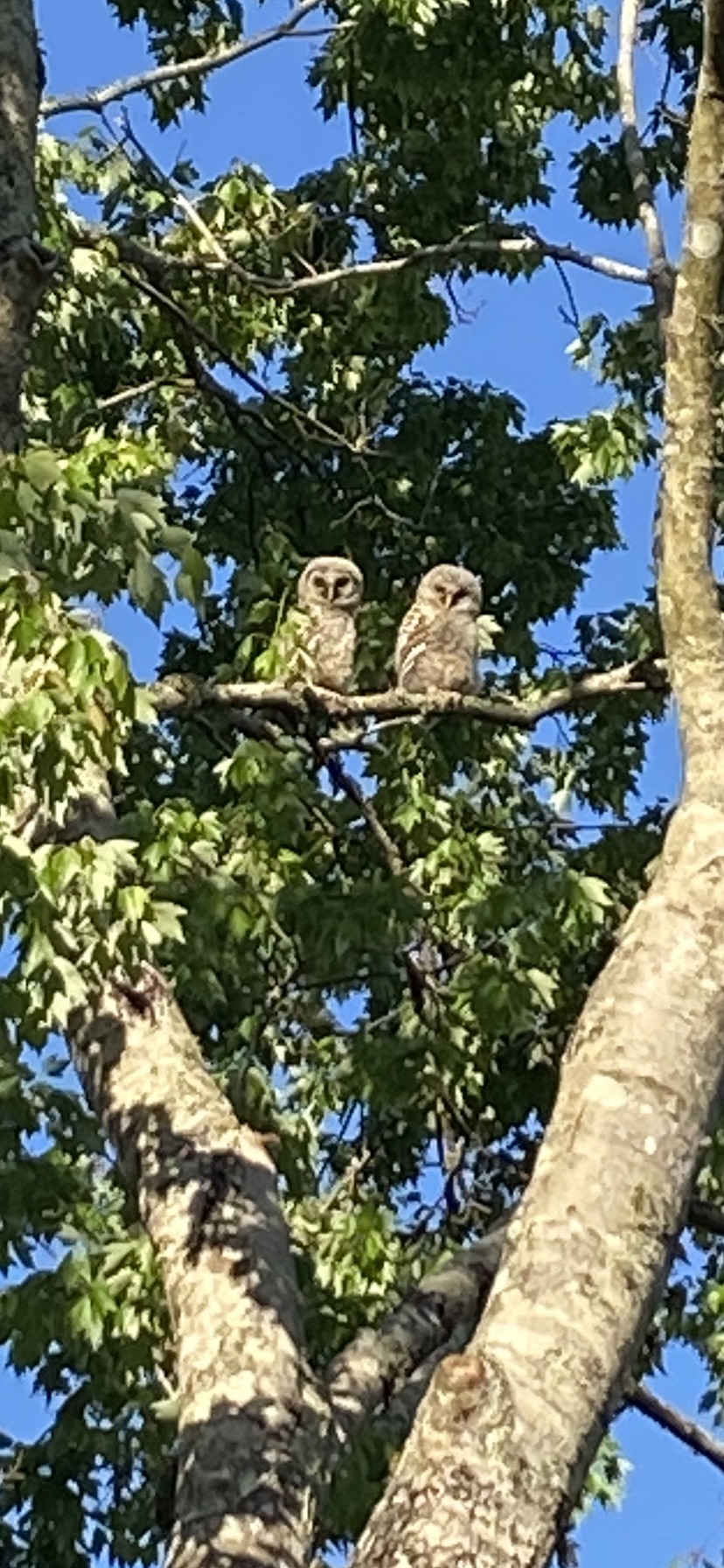 Two Barred Owlets In Ocala Backyard
