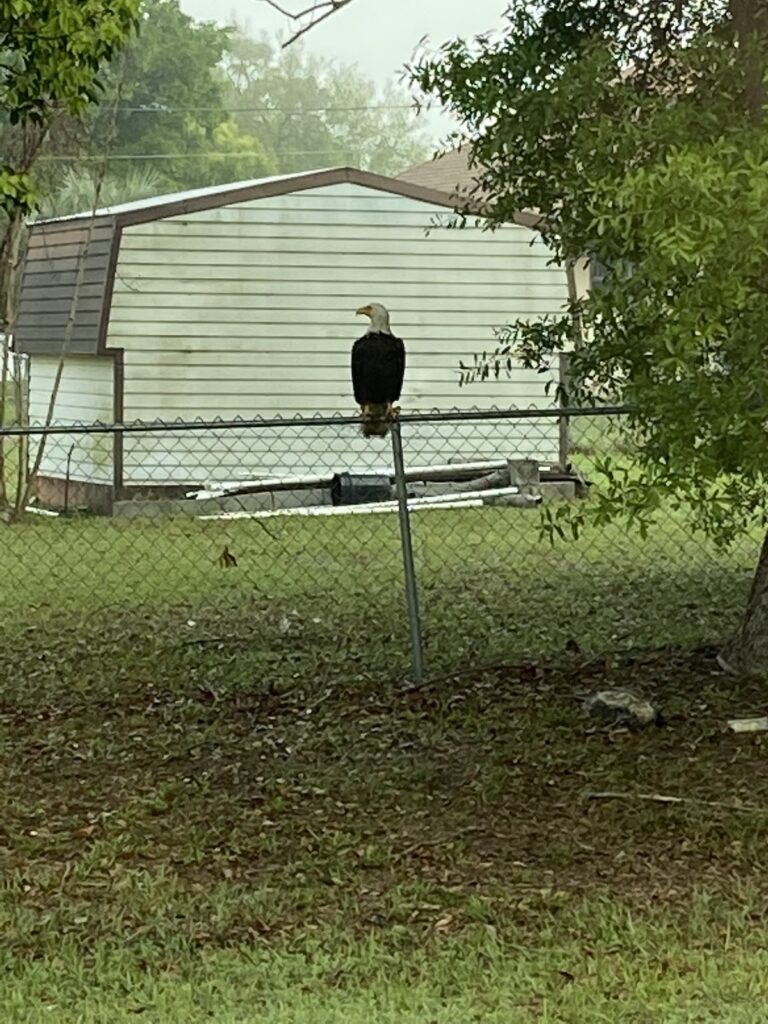 Bald Eagle Hanging Out In Silver Spring Shores