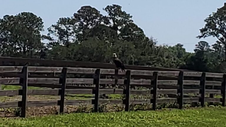 Bald Eagle On Fence In Micanopy