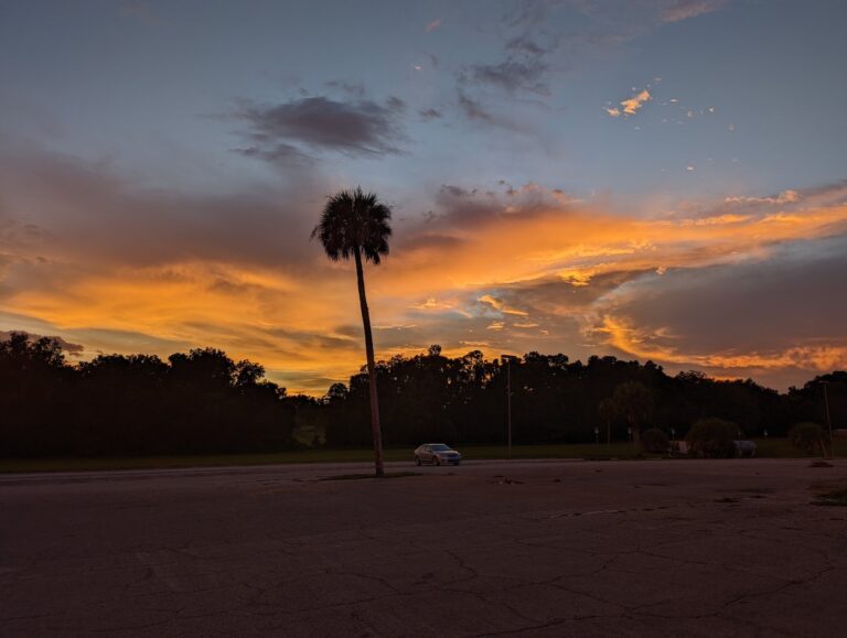 Beautiful Sunset Over Palm Tree In Micanopy