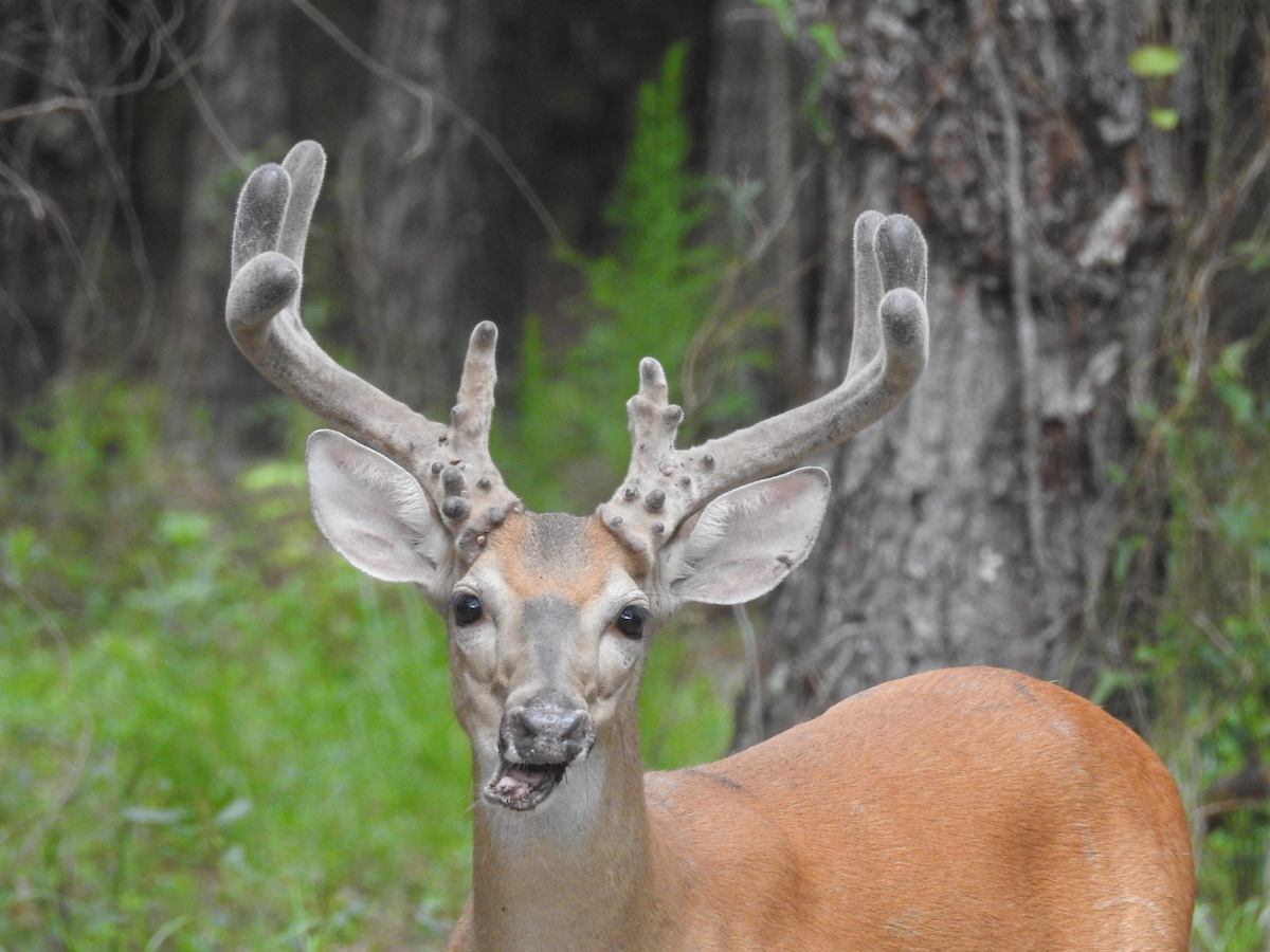 Buck With New Antlers In Williston