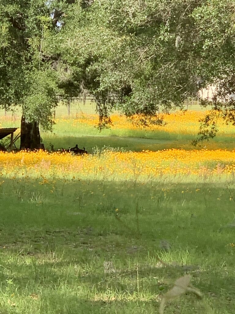Field Of Flowers In North Marion County