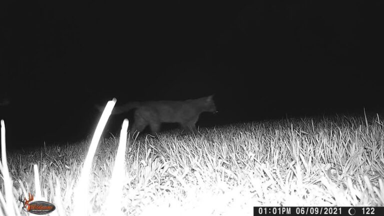Florida Panther In Ocklawaha Backyard