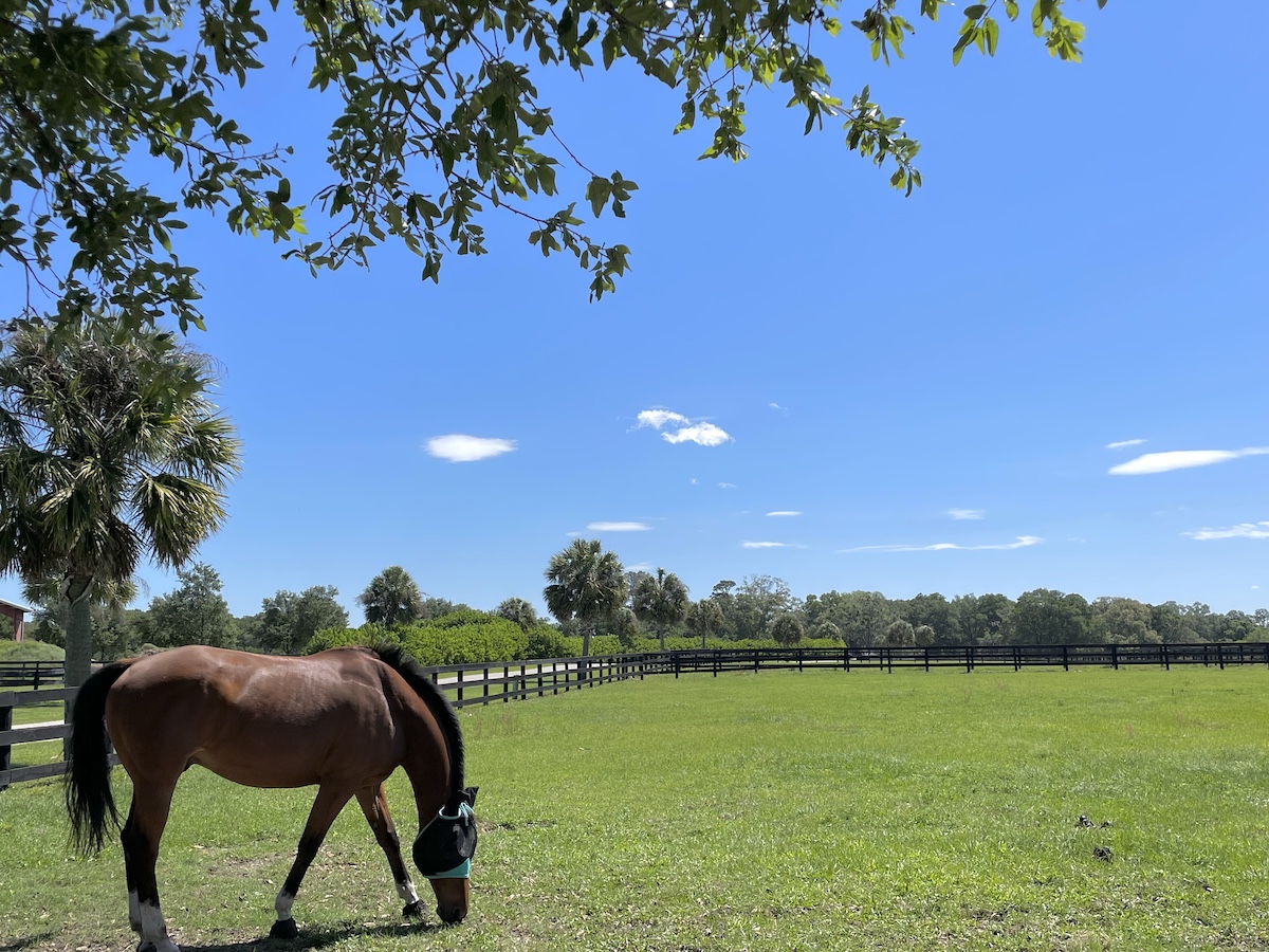 Horse Grazing At Salt Water Stables In NW Ocala